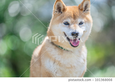 柴犬站立在新鮮的綠色狗站立在新鮮的綠色狗,日本狗,柴犬,寵物,寵物狗,狗,可愛 柴犬站立在新鮮的綠色狗站立在新鮮的綠色狗,日本狗,柴犬,寵物,寵物狗,狗,可愛 101368008