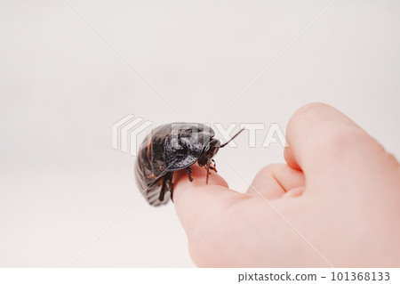 a large hissing Madagascar cockroach in children's hands 101368133