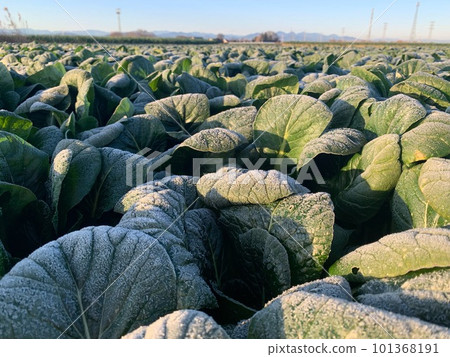 Fukaya's Chiarai Island, a field of winter vegetables called spinach 101368191