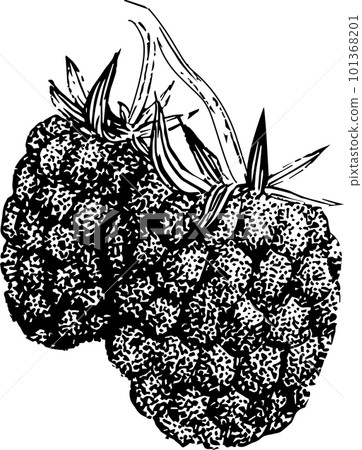 Hand drawn raspberry set isolated on white background, Retro sketch style vector eco food illustration Hand drawn raspberry set isolated on white background, Retro sketch style vector eco food illustration 101368201