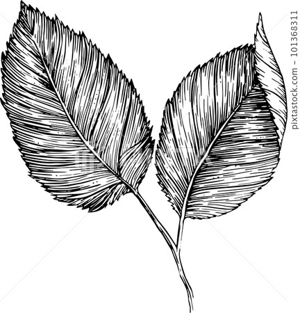 Hand drawn raspberry leaves set isolated on white background, Retro sketch style vector eco food illustration 101368311