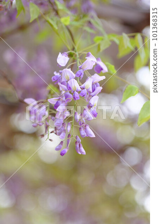 You can enjoy wisteria flowers when the cherry blossoms are in full bloom. Photographing the wisteria trellis in the park with gentle tones 101368315