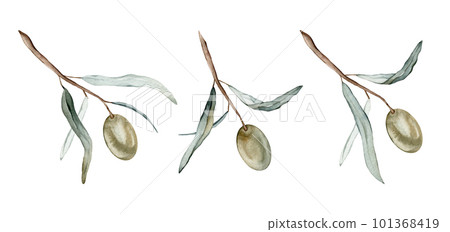 Watercolor illustration set of beautiful green olive's for healthy life and design background. Hand painted isolated on a white background Watercolor illustration set of beautiful green olive's for healthy life and design background. Hand painted isolated on a white background 101368419