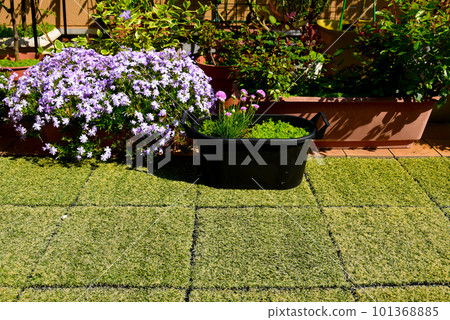 Spring Has Come Balcony Garden Planter Yosebachi Shibazakura and Almeria Spring Has Come Balcony Garden Planter Yosebachi Shibazakura and Almeria 101368885