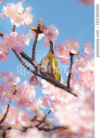 櫻花盛開白眼臀 101368908