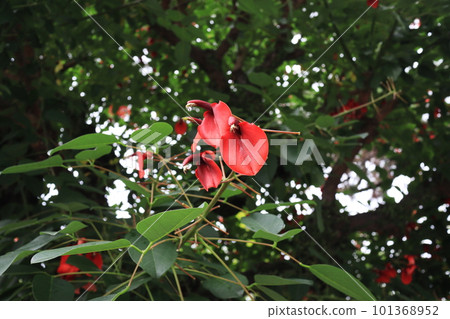 美麗的 deigo 花 美麗的 deigo 花 101368952