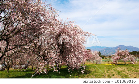 山梨縣北斗市 摩原櫻花樹 櫻花和茅岳的風景 101369010