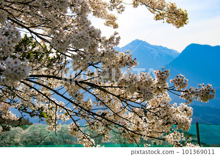 Hokuto City, Yamanashi Prefecture Mahara's Cherry Blossom Trees Scenery with Cherry Blossoms and Mt. Hokuto City, Yamanashi Prefecture Mahara's Cherry Blossom Trees Scenery with Cherry Blossoms and Mt. 101369011