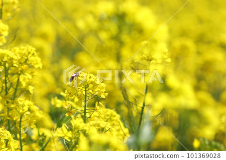 Field of rapeseed flowers in spring Bees making honey Field of rapeseed flowers in spring Bees making honey 101369028