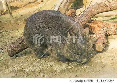 Osaka Ikeda Satsukiyama Zoo Wombat Osaka Ikeda Satsukiyama Zoo Wombat 101369067
