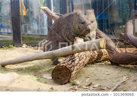 大阪池田五月山動物園袋熊在樹上玩耍 101369068