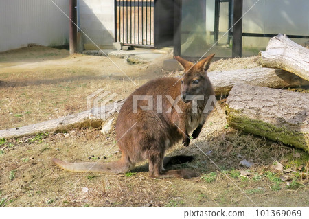 Osaka Ikeda Satsukiyama Zoo Wallaby 101369069
