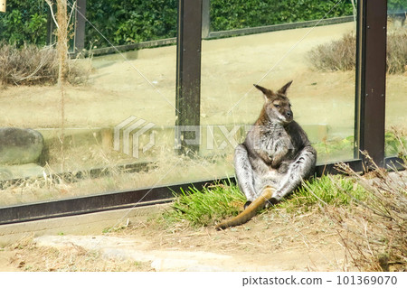 大阪池田五月山動物園 Relaxing wallaby 101369070