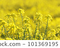 鄉村的春天，藍天和油菜花 101369195