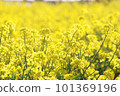 鄉村的春天，藍天和油菜花 101369196
