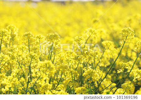 Rural spring, blue sky and rape blossoms Rural spring, blue sky and rape blossoms 101369196