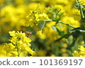 鄉村的春天，藍天和油菜花 101369197