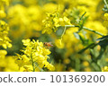 蜜蜂蜂蜜吮吸油菜花的蜂蜜 101369200