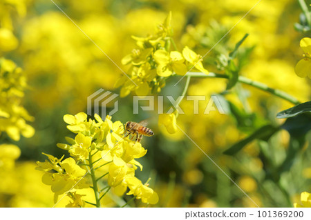 蜜蜂蜂蜜吮吸油菜花的蜂蜜 蜜蜂蜂蜜吮吸油菜花的蜂蜜 101369200