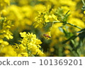 蜜蜂蜂蜜吮吸油菜花的蜂蜜 101369201