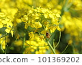蜜蜂蜂蜜吮吸油菜花的蜂蜜 101369202