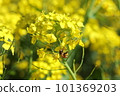 蜜蜂蜂蜜吮吸油菜花的蜂蜜 101369203