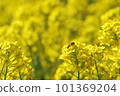 蜜蜂蜂蜜吮吸油菜花的蜂蜜 101369204
