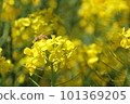 蜜蜂蜂蜜吮吸油菜花的蜂蜜 101369205