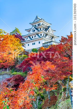 Gifu Gujo Hachiman Castle with autumn leaves 101369400