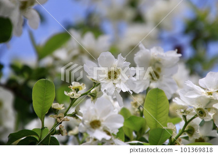 Rikyu Plum Blossoms, Tatsukoji Temple, 19th Fudasho (Tokushima Prefecture, Shikoku Pilgrimage) 101369818
