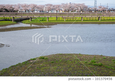 Cherry blossoms in full bloom Spring landscape by Lake Isanuma Cherry blossoms in full bloom Spring landscape by Lake Isanuma 101370456