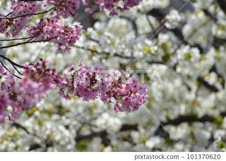 粉紅色的櫻花與背景中的白色櫻花 101370620