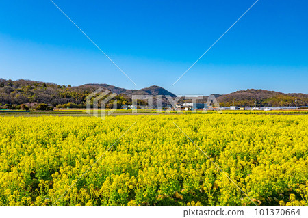 強姦花田和藍天 101370664