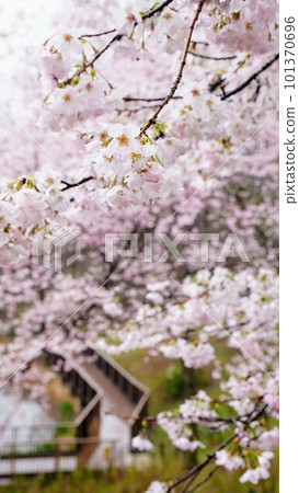 飛龍池櫻花(國營贊岐萬能公園)【香川縣仲多戶郡萬能町】 飛龍池櫻花(國營贊岐萬能公園)【香川縣仲多戶郡萬能町】 101370696