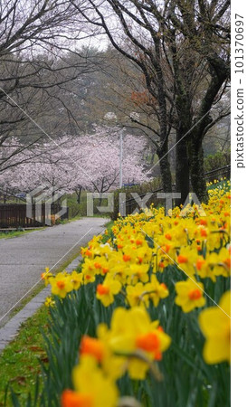 Yellow daffodils blooming in a spring park (Sanuki Mannou National Government Park) [Mannou Town, Nakatado District, Kagawa Prefecture] 101370697
