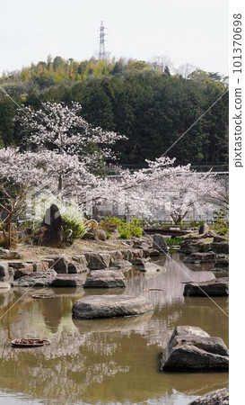 Cherry trees in full bloom in spring at Yasuragi Park [Marugame City, Kagawa Prefecture] 101370698