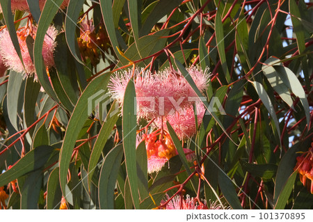 Blooming Eucalyptus twirled (lat. - Eucalyptus torquata) Blooming Eucalyptus twirled (lat. - Eucalyptus torquata) 101370895