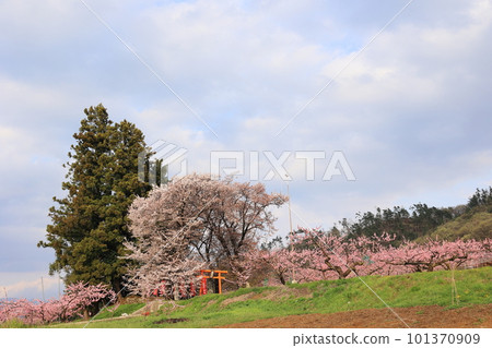 櫻花、桃子和鳥居的風景 101370909