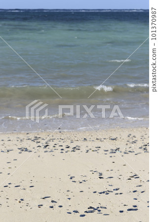 鰹魚 鳳頭鰹魚被沖上岸（名瀨、奄美大島） 101370987