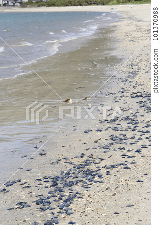 鰹魚 鳳頭鰹魚被沖上岸(名瀨、奄美大島) 鰹魚 鳳頭鰹魚被沖上岸(名瀨、奄美大島) 101370988
