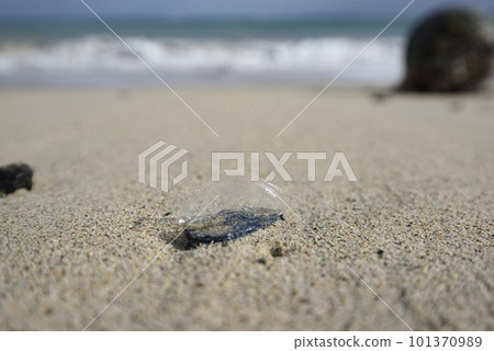 鰹魚 鳳頭鰹魚被沖上岸（名瀨、奄美大島） 101370989