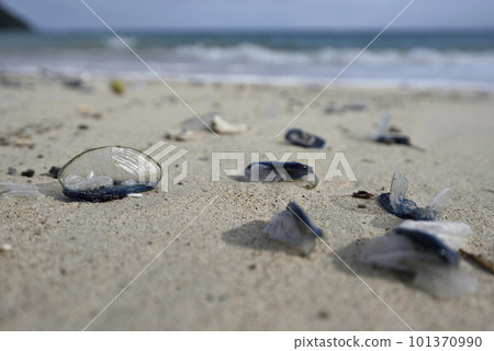 鰹魚 鳳頭鰹魚被沖上岸(名瀨、奄美大島) 鰹魚 鳳頭鰹魚被沖上岸(名瀨、奄美大島) 101370990