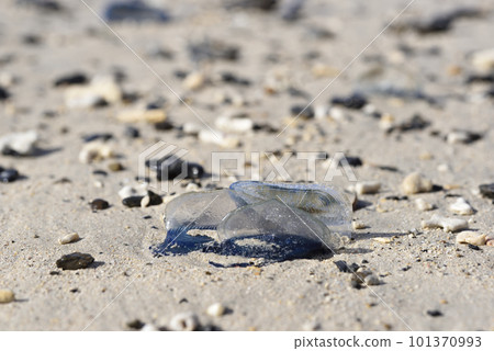 鰹魚 鳳頭鰹魚被沖上岸（名瀨、奄美大島） 101370993