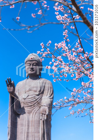 大佛在櫻花下祈禱 牛久大佛 大佛在櫻花下祈禱 牛久大佛 101371016