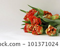 Tulip flowers bouquet terry peony-shaped orange red color frame boarder on white background. Tulip flowers bouquet terry peony-shaped orange red color frame boarder on white background. 101371024