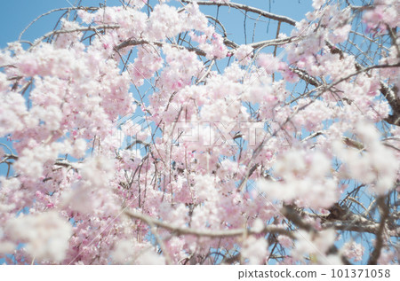 興慶公園的垂枝櫻花 興慶公園的垂枝櫻花 101371058