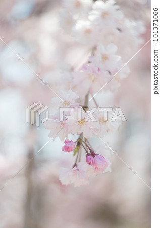 興慶公園的垂枝櫻花 101371066