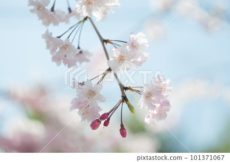 興慶公園的垂枝櫻花 興慶公園的垂枝櫻花 101371067