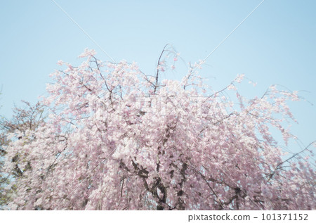 興慶公園的垂枝櫻花 興慶公園的垂枝櫻花 101371152