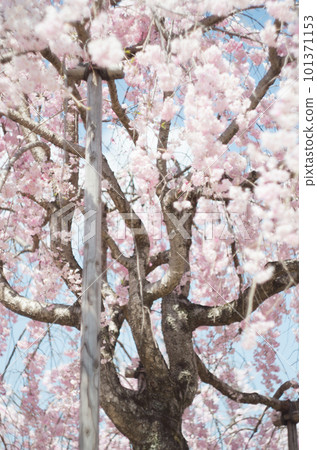 興慶公園的垂枝櫻花 101371153